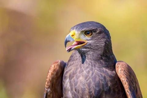 Harris hawk Stock Photos