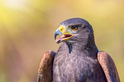 Harris hawk Stock Photos