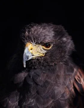 Harris Hawk Stock Photos