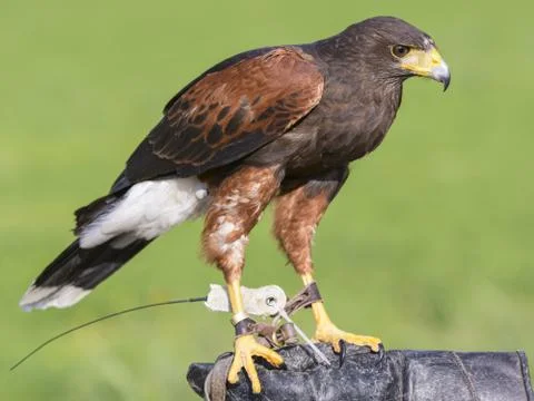 Harris hawk Stock Photos