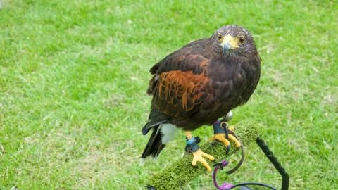 Harris hawk  Stock Photos