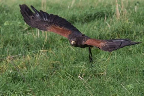 Harris Hawk Stock Photos
