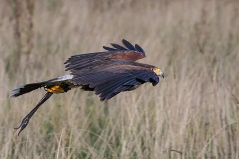 Harris Hawk Stock Photos