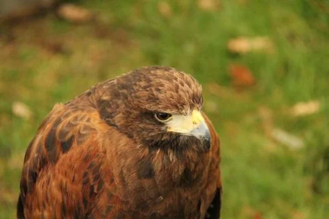 Harris Hawk. Stock Photos