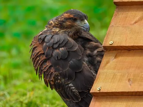 Harris  Hawk Stock Photos