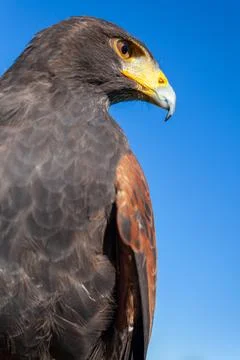Harris Hawk Stock Photos