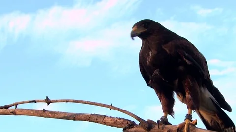 Harris Hawk sitting in a branch Stock Footage 81214457