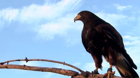 Harris Hawk sitting in a branch Video stock 82126849