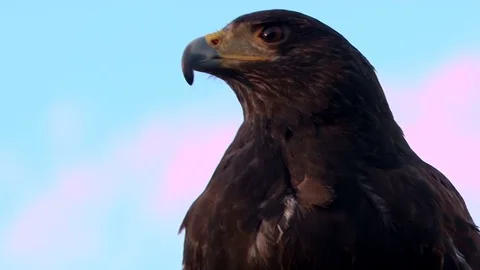 Harris Hawk sitting in a branch Stock Footage 82127192
