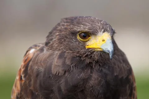 Harris hawk staring Stock Photos