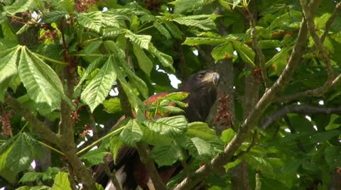 Harris Hawk in a tree Video stock 22518530