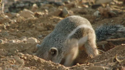 Harris's Antelope Squirrel digging in desert, New Mexico, USA Video stock 139480127