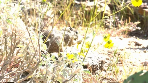 Harris's antelope squirrel eats flowers  Stock-Footage 114899860