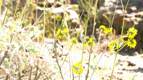 Harris's antelope squirrel eats flowers &amp; dashes away Stock-Footage 114899983