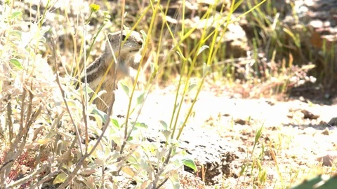Harris's antelope squirrel eats flowers  Stock-Footage 114905129