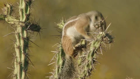Harris's Antelope Squirrel foraging on cactus, New Mexico, USA Stock-Footage 139479655