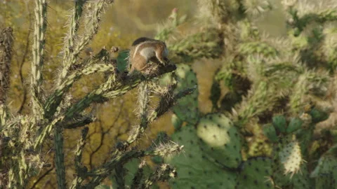 Harris's Antelope Squirrel foraging on cactus, New Mexico, USA Vidéo 139479896