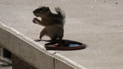 Harris's antelope squirrel rolling and eatin a peanut Stockbeeldmateriaal 327827832