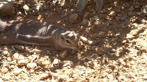 Harris's antelope squirrel  sniffing about &amp; then chased away Stock Footage 114895820