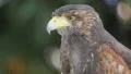 Harris's hawk. Bird of prey. Parabuteo unicinctus. 4k or 4k+ Resolution