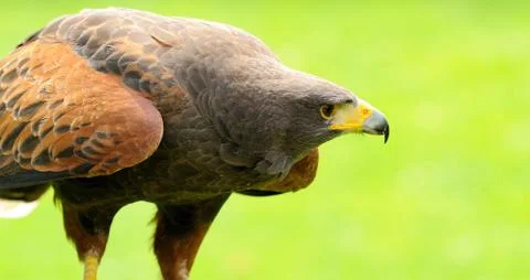 Harris's hawk Close Up 库存照片