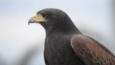Harris's Hawk, closeup of head turning, Stock Footage 153328886