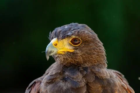 Harris's hawk displaying sharp vision and focused gaze Fotos de archivo