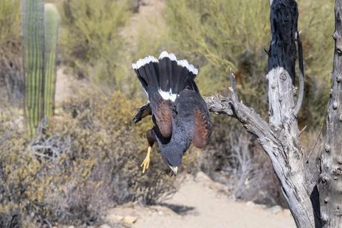 Harris's Hawk diving down to the Ground in the Sonoran Desert Stock Photos