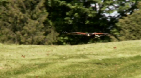 Harris's Hawk in flight Stock Footage