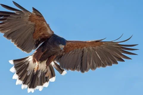 Harris's Hawk in Flight isolated on a Blue Background 2 Stock Photos