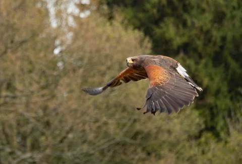 Harris's Hawk in flight Stock Photos