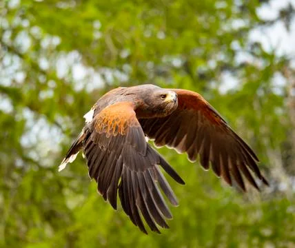 Harris's Hawk in flight Stock Photos