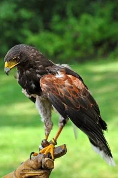 Harris's hawk with Handler Stock Photos