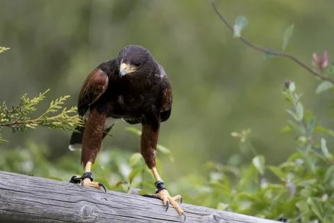 The Harris's Hawk (Parabuteo unicinctus). Stock Photos