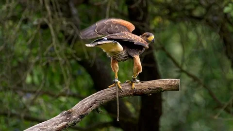 Harris's hawk (Parabuteo unicinctus) taking off Stock Footage 101400662