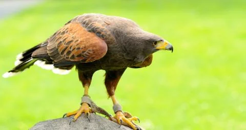 Harris's hawk Stockfoto's
