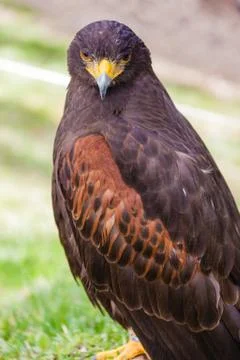 Harris's hawk Stock Photos
