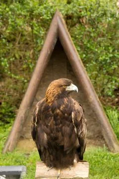 Harris's hawk Stock Photos