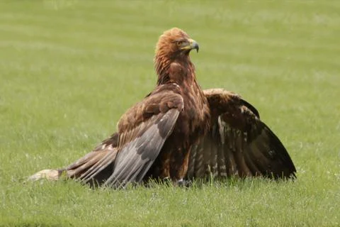 Harris's hawk Stock Photos