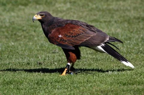 Harris's hawk Stock Photos