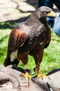 Harris's hawk Stock Photos