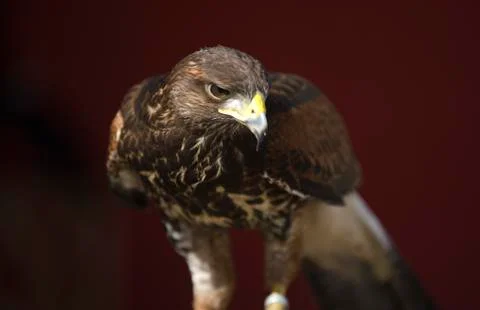 Harris's hawk Stock Photos