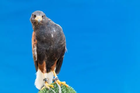 Harris's hawk Stock Photos