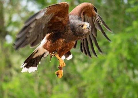 Harris's Hawk Stock Photos