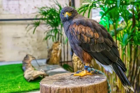 Harris's Hawk Stock Photos