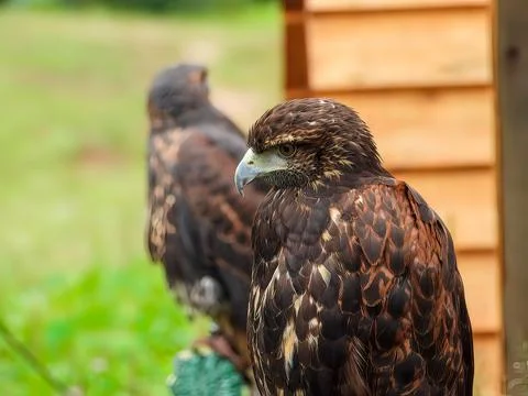 Harris's Hawk Stock Photos