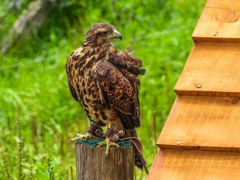 Harris's Hawk Stock Photos