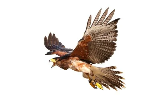 Harris's hawk Stock Photos