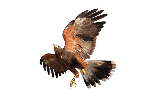Harris's hawk Stock Photos