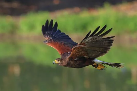 Harris's Hawk Stock Photos